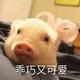 东瓜美食头像