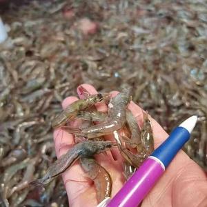 红色小苹果头像