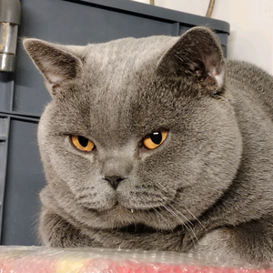 英德猫大哥头像