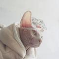 无毛猫Vlog头像