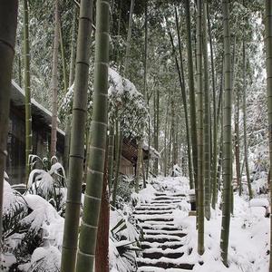 竹林赏雪头像