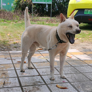 苗山土猎犬头像