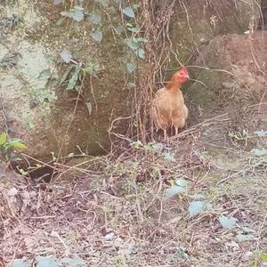 元明坳山鸡哥头像