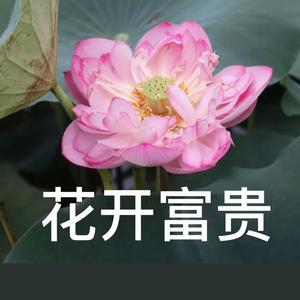 晴川（三角洲行动）头像