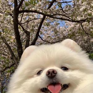 大皇宠物头像