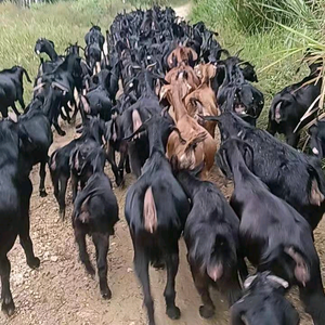 喜哥生态黑山羊养殖农场头像