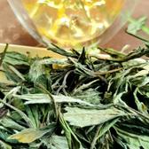 福鼎白茶制茶人头像