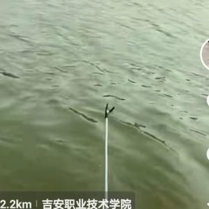 西行的鱼头像