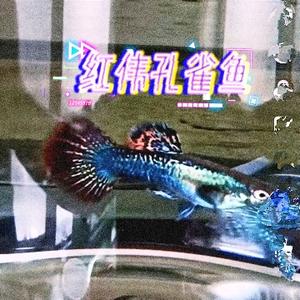 红伟孔雀鱼头像