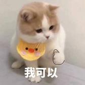 AKA炸弹猫头像