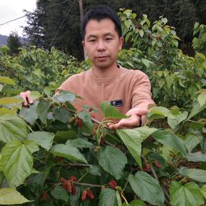 老龚卖椹头像