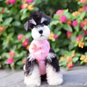 北京家养雪纳瑞犬头像