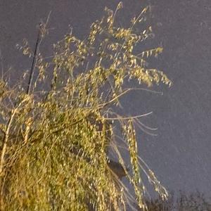 黑宝豆儿头像