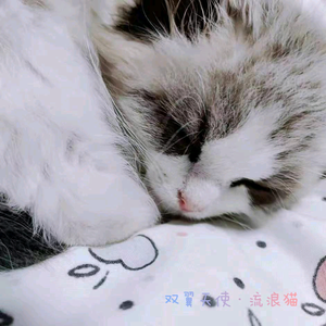 双翼天使·流浪猫头像