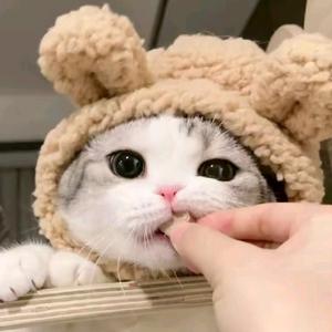 一个喂队友的营养师 头像