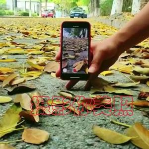 智缘班森头像