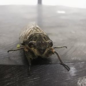 这货瓷马二愣头像