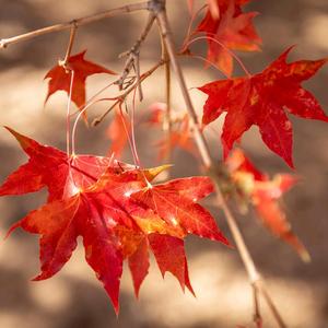 冬日暖阳毛毛头像