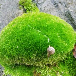小胖兰花防骗造假揭秘头像