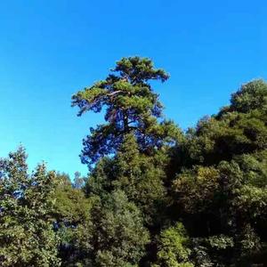岩中松头像