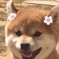 稀里里哗啦啦头像