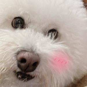小梨子和小包子的成长记录头像