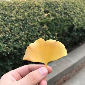 1.人文扶沟头像