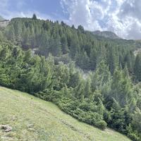 朴实枫叶9dr头像