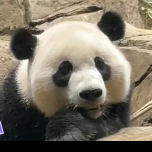 最爱熊猫panda头像