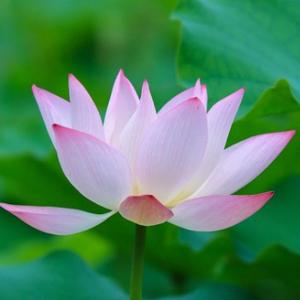 地理生活头像