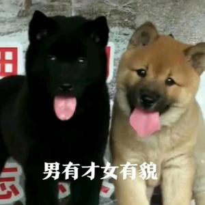 广西土猎犬繁殖基地头像