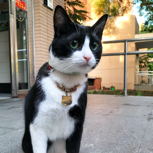 团团是只奶牛猫头像