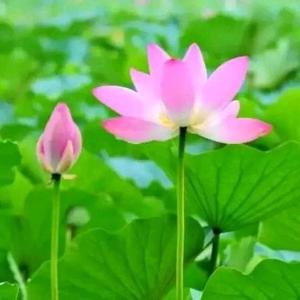 云涵🌸头像