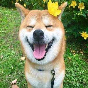 后来头像