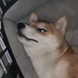 脱俗剂头像