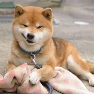 tcher梁头像
