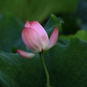 桃花源中人头像