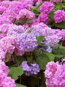 快乐小神仙头像