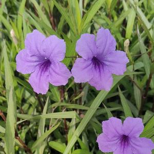 小马虎头像