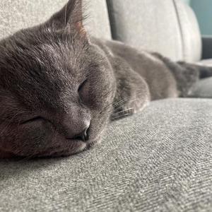 吃年糕的猫头像