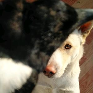 胡子大叔爱犬部落头像