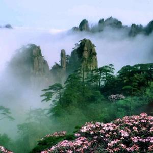 股海吴彦祖头像