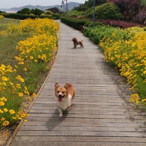 海边的青鸟头像