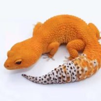 豹纹守宫锤锤锤 头像