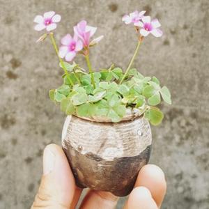 老几平头像