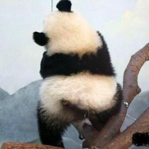 熊猫分享录头像
