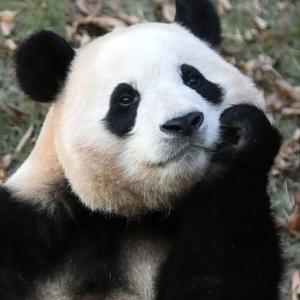 如愿头像