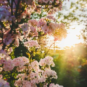 番茄1424619642567248 头像