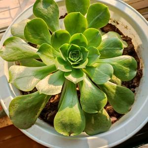 白狼happy头像