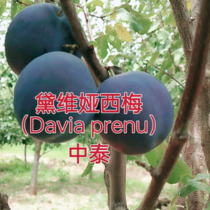 泰安开发区中泰苗圃头像